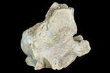 Thescelosaurus Vertebrae - North Dakota #88765-2